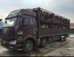 货车视频大全视频就,尽览各式货车风采与驾驶技巧